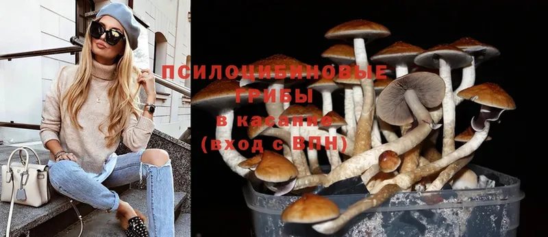 купить   Новопавловск  ОМГ ОМГ вход  Псилоцибиновые грибы Cubensis 